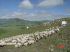 Thousands of sheeps